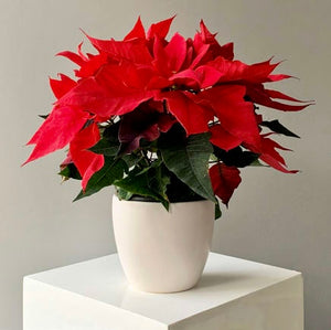 Red Poinsettia Plant