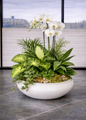 Luxury Orchid Dish Garden
